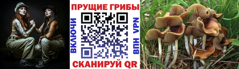 Псилоцибиновые грибы Magic Shrooms Котлас